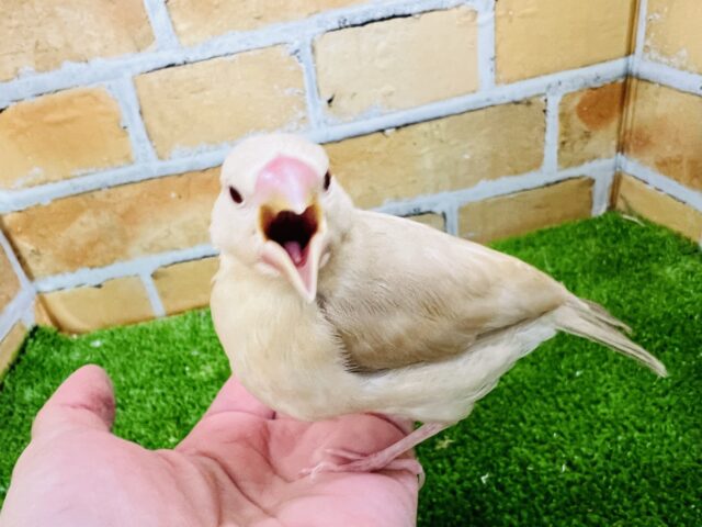 シナモン文鳥