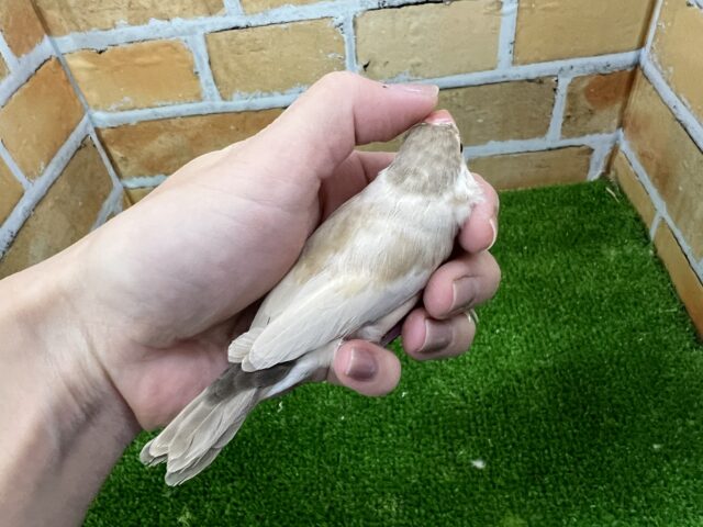 シナモン文鳥