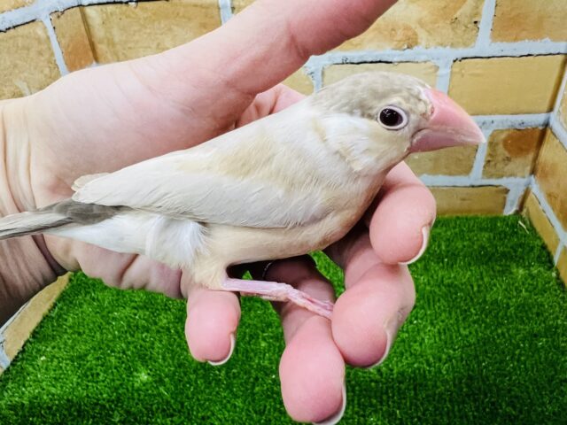 シナモン文鳥
