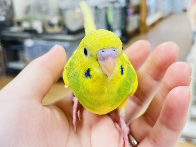 つぶらな瞳が可愛い♡セキセイインコ(パイド) セキセイインコ