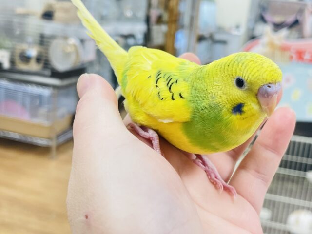 セキセイインコ