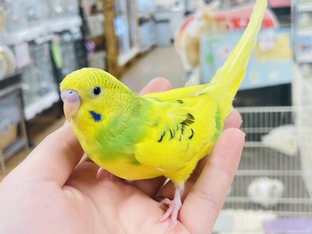 セキセイインコ