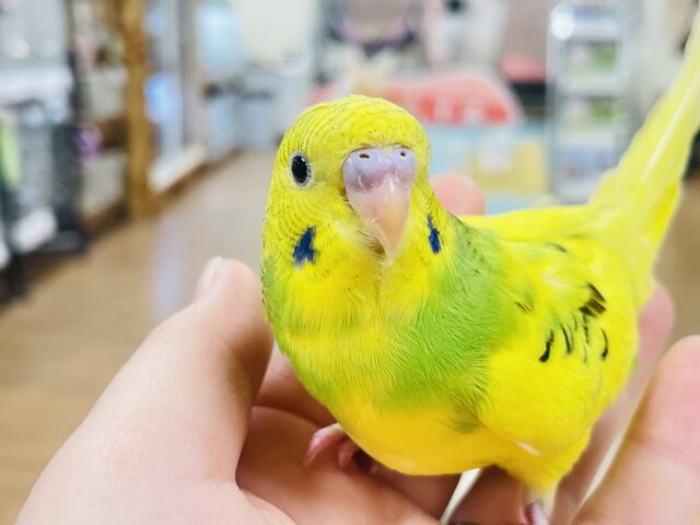 セキセイインコ