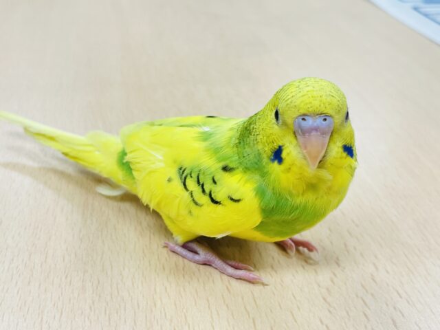 つぶらな瞳が可愛い♡セキセイインコ(パイド) セキセイインコ