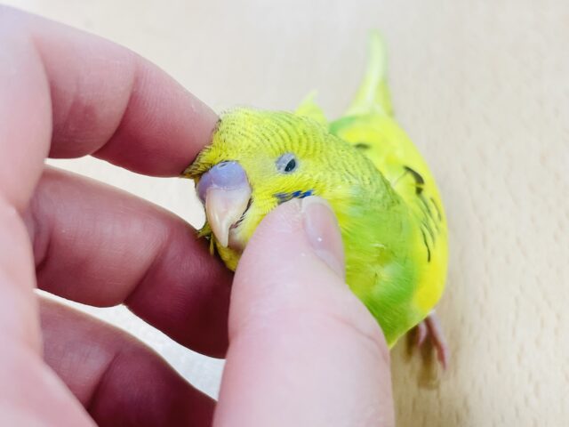 つぶらな瞳が可愛い♡セキセイインコ(パイド) セキセイインコ