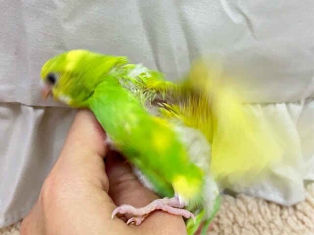 セキセイインコ