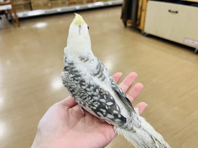 オカメインコ