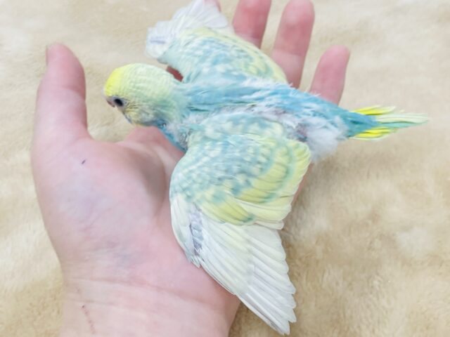 セキセイインコ