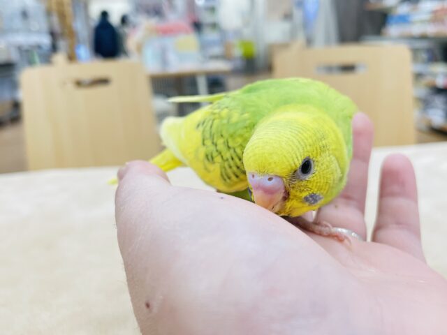 セキセイインコ