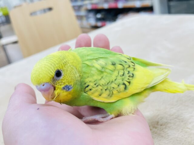 セキセイインコ