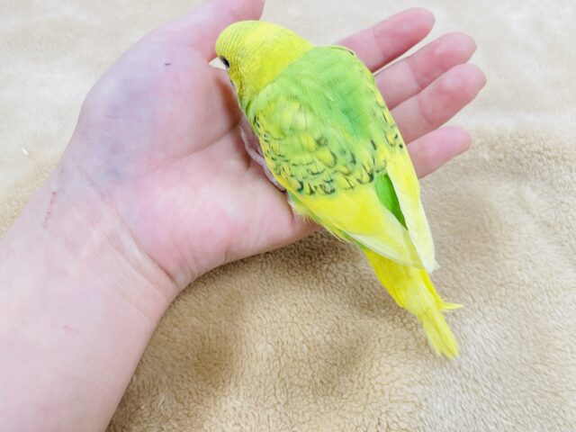 セキセイインコ