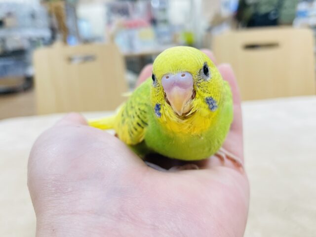 セキセイインコ