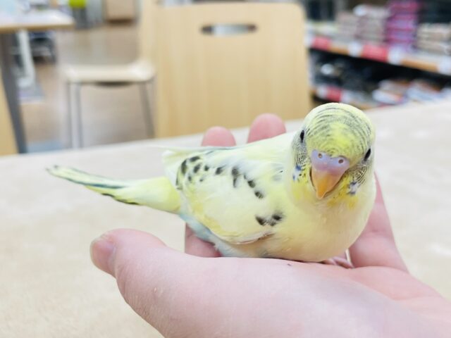 セキセイインコ