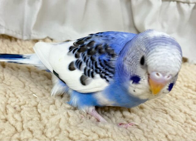 セキセイインコ