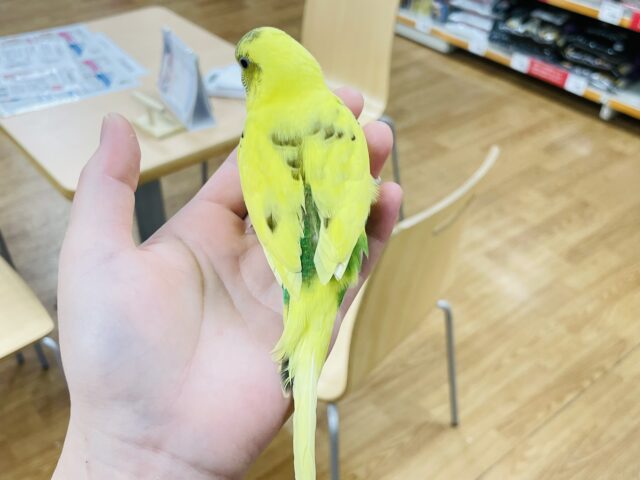 セキセイインコ