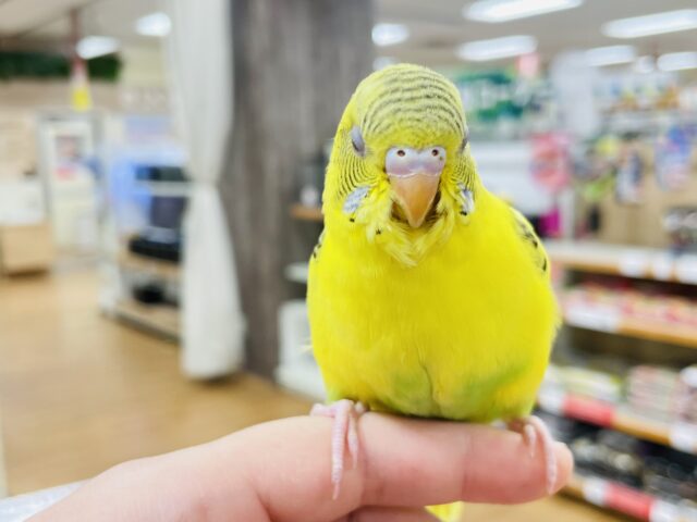 セキセイインコ