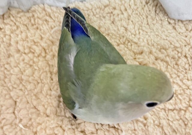 コザクラインコ（小桜インコ）