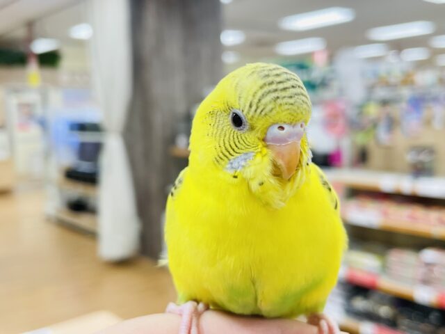 セキセイインコ
