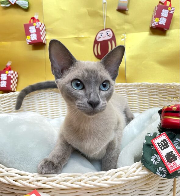 オリエンタルショートヘア