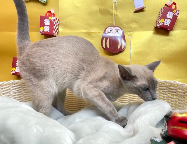 オリエンタルショートヘア