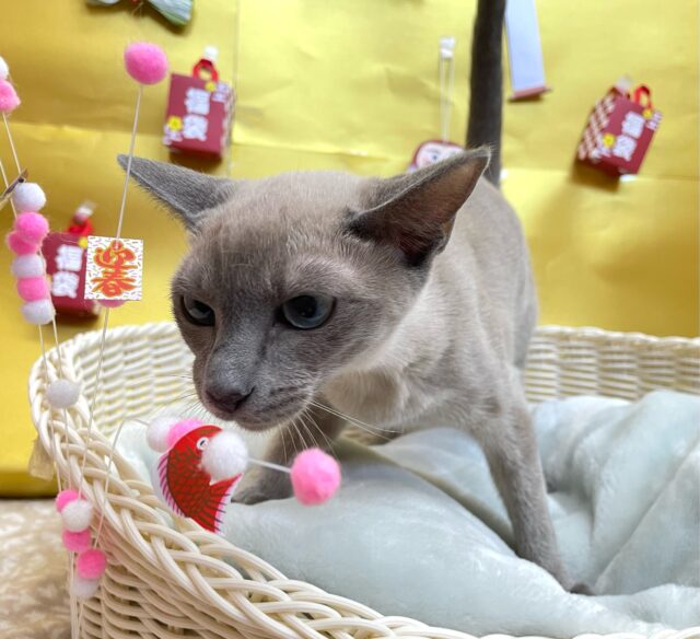 オリエンタルショートヘア