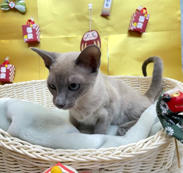 オリエンタルショートヘア