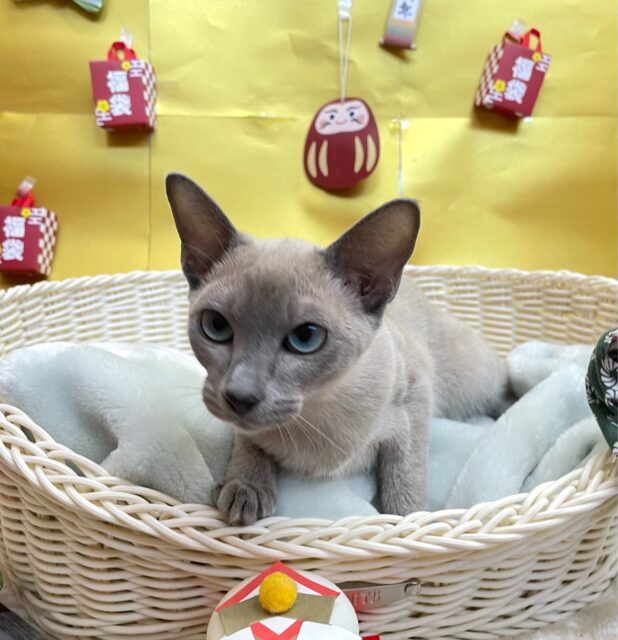 オリエンタルショートヘア