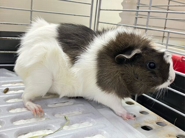 アビシニアンモルモット