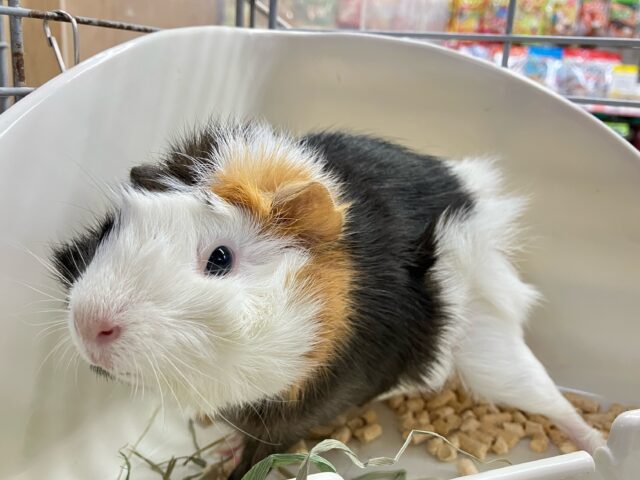 ✨最新画像✨くるりん🎶半顔メイクっ?!🪞🪄︎︎アビシニアンモルモット(2024年7月生まれ) アビシニアンモルモット