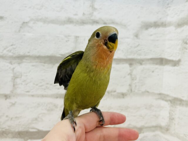 コザクラインコ（小桜インコ）
