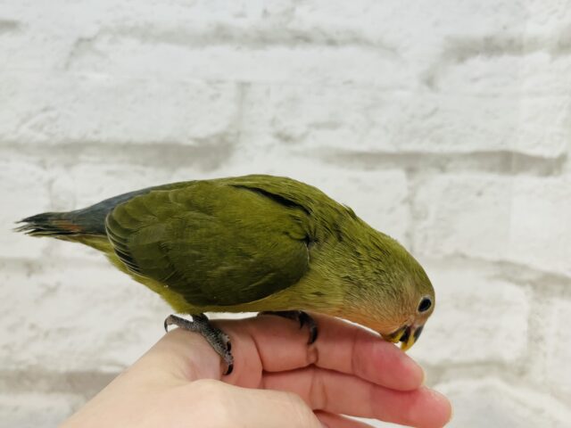 コザクラインコ（小桜インコ）