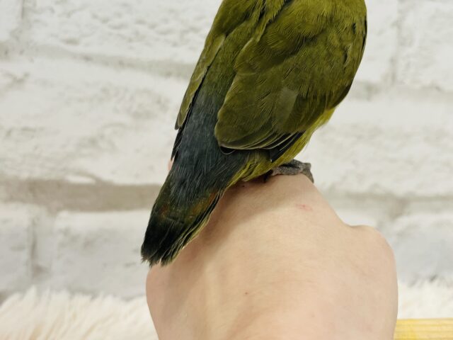 コザクラインコ（小桜インコ）