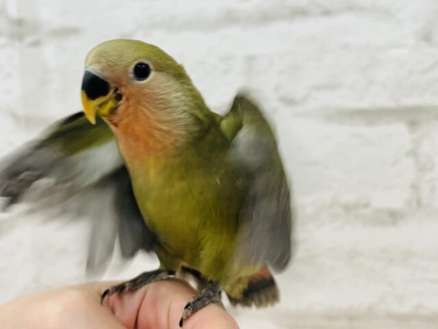 コザクラインコ（小桜インコ）