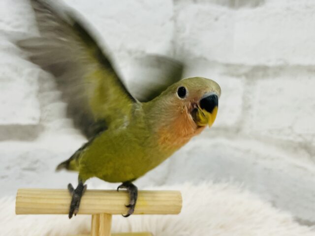 コザクラインコ（小桜インコ）