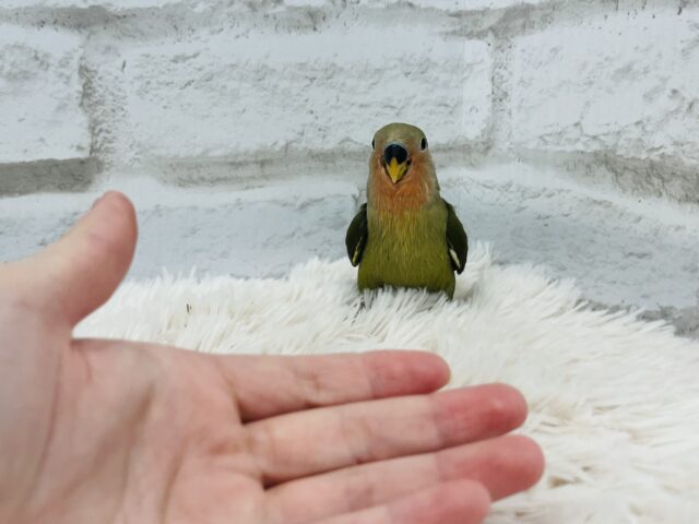 コザクラインコ（小桜インコ）