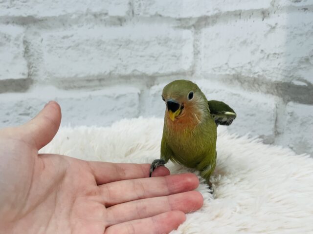 コザクラインコ（小桜インコ）
