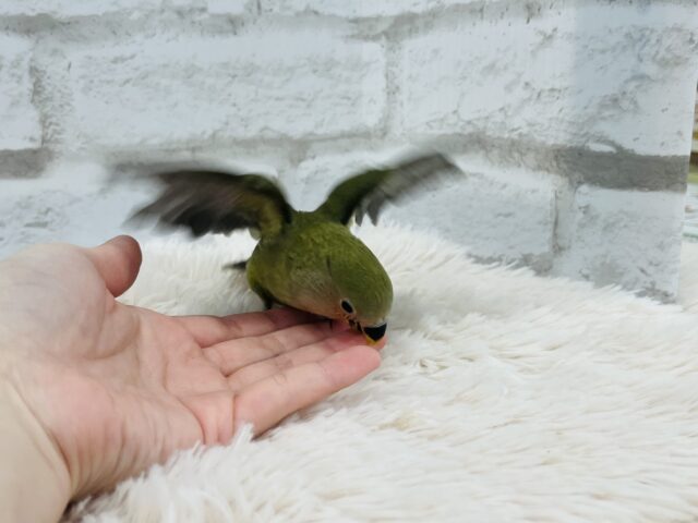 コザクラインコ（小桜インコ）