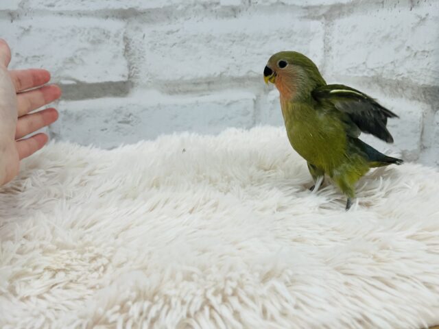 コザクラインコ（小桜インコ）