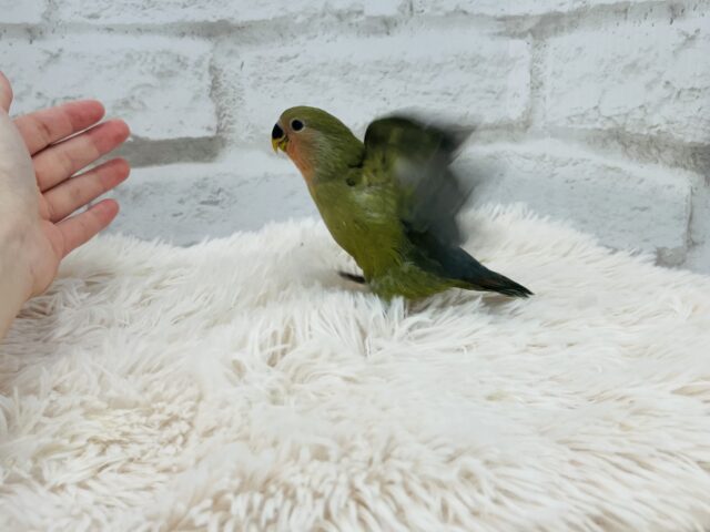 コザクラインコ（小桜インコ）