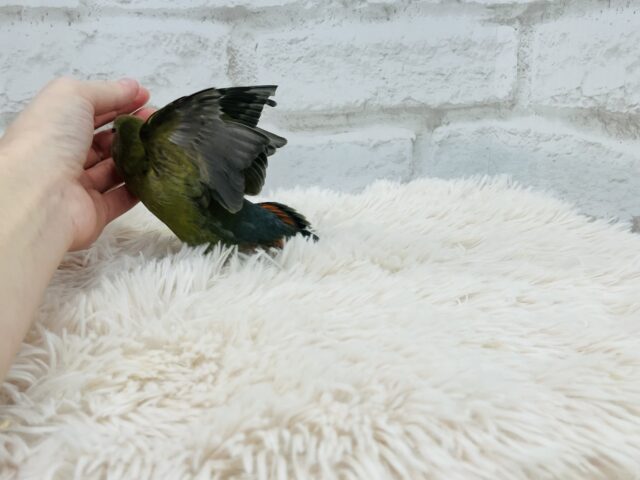 コザクラインコ（小桜インコ）