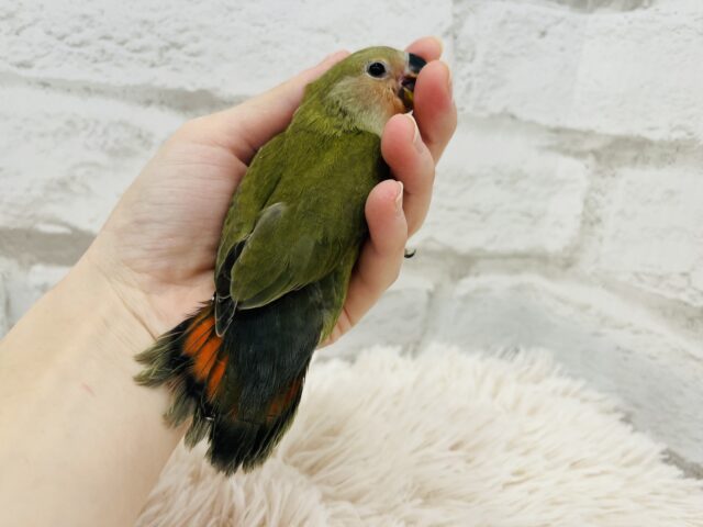 コザクラインコ（小桜インコ）