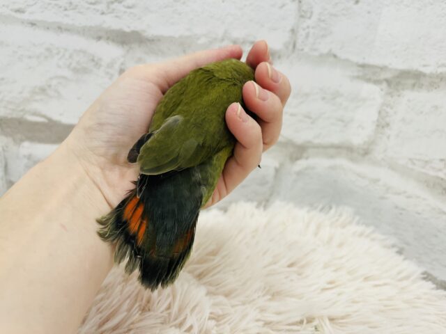 コザクラインコ（小桜インコ）