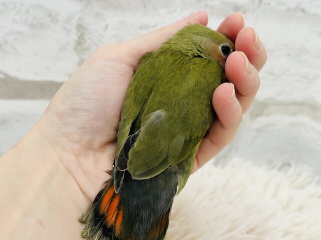コザクラインコ（小桜インコ）