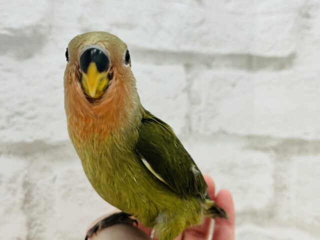 コザクラインコ（小桜インコ）