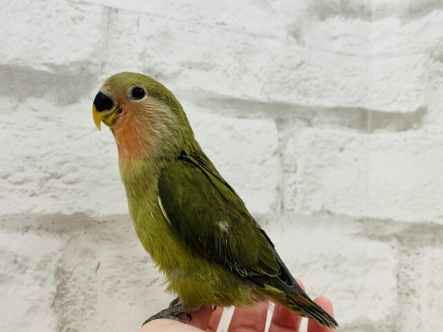 コザクラインコ（小桜インコ）