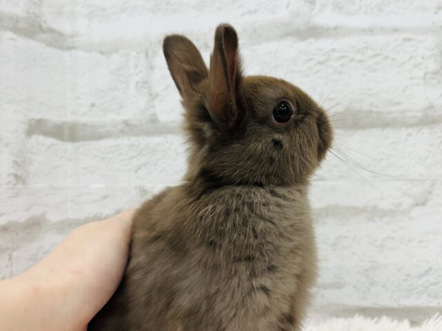 ネザーランドドワーフ