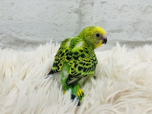 セキセイインコ