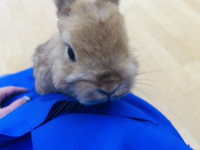 ネザーランドドワーフ