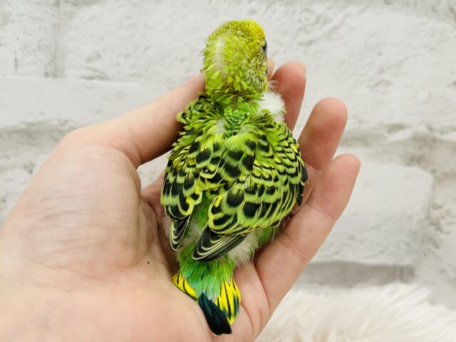 セキセイインコ