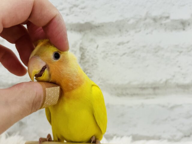 コザクラインコ（小桜インコ）